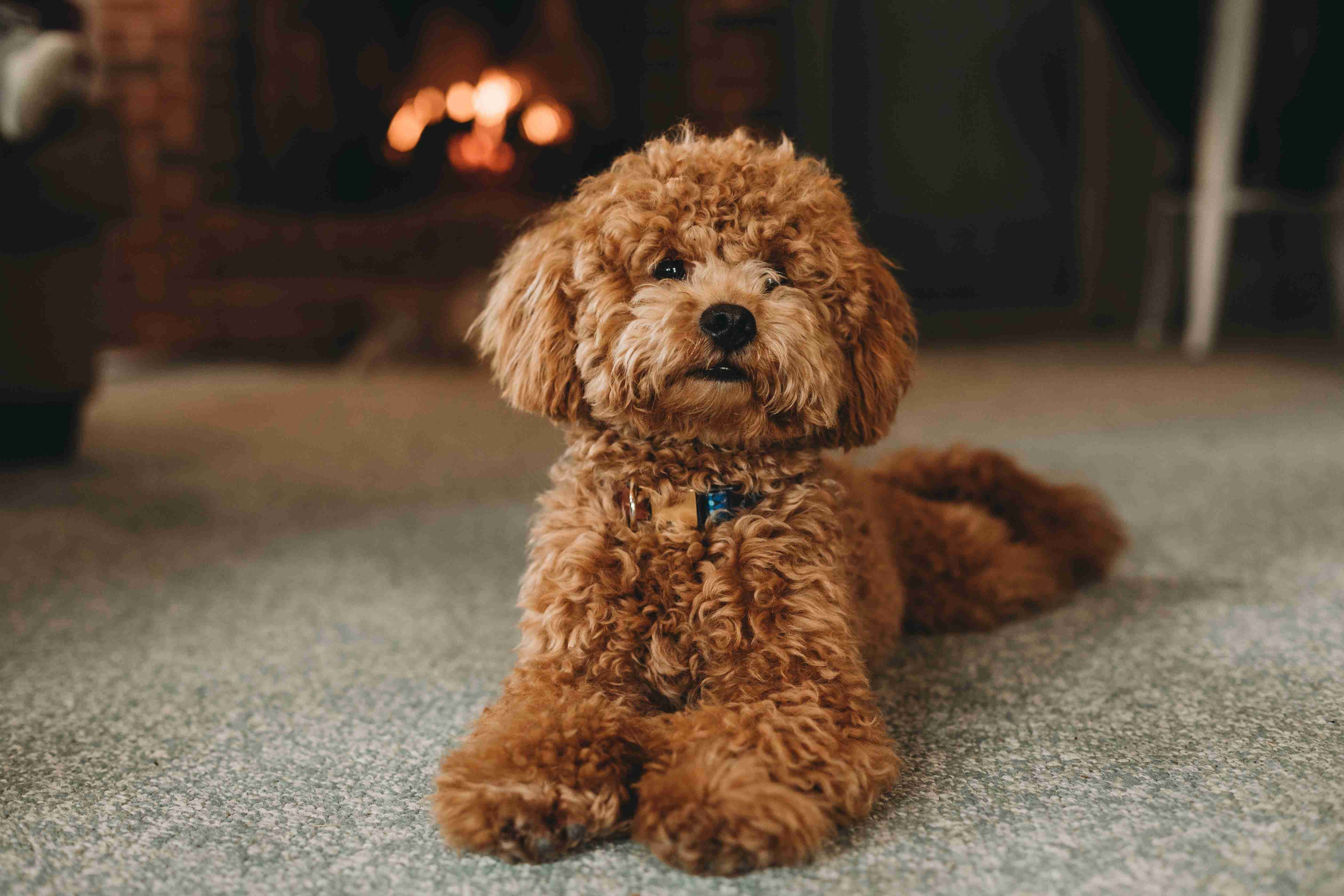 Are Poodles prone to obesity, and how can it be managed?